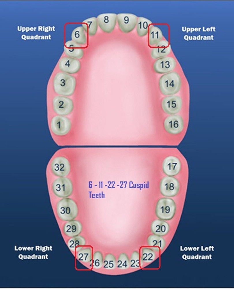 #11 & #22 Tooth Left Upper Lower Cuspid Polycarbonate Crowns Caps Refills 7Sizes