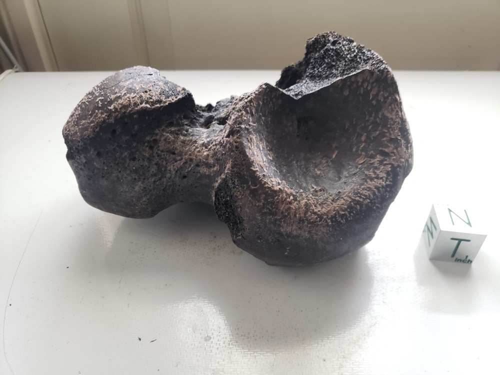 Eremotherium Foot Bone
