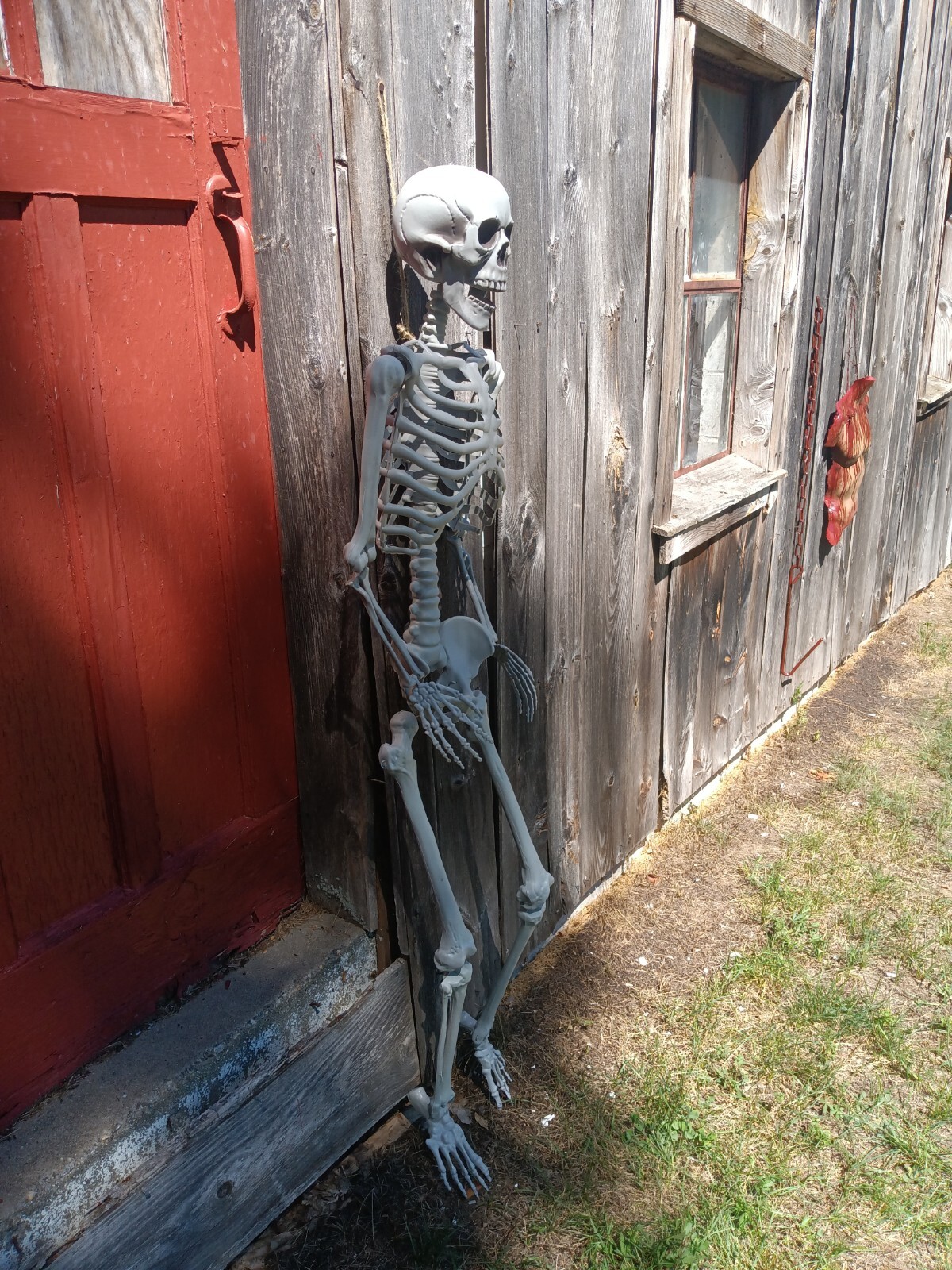 Halloween Deluxe Human Skeleton 5'4" Pose able Life Sized