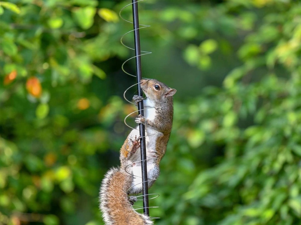2 PCS Squirrel Proof Spring Device Metal Squirrel Barrier Spring Type Coil Gu...