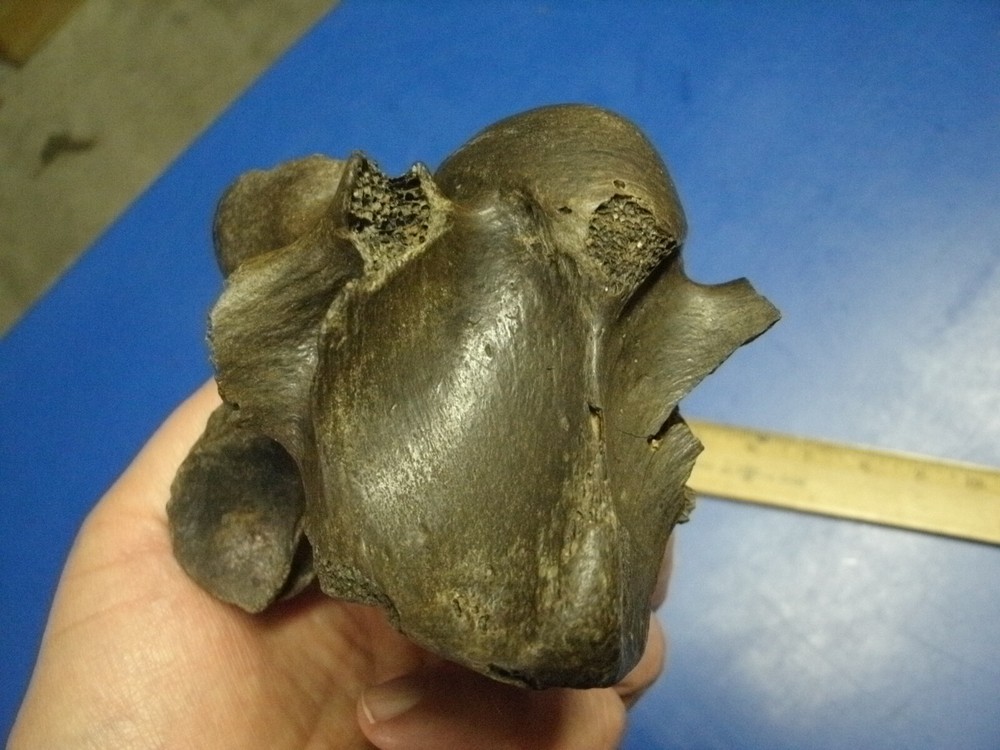 FOSSIL BISON VERTEBRA FROM KANSAS