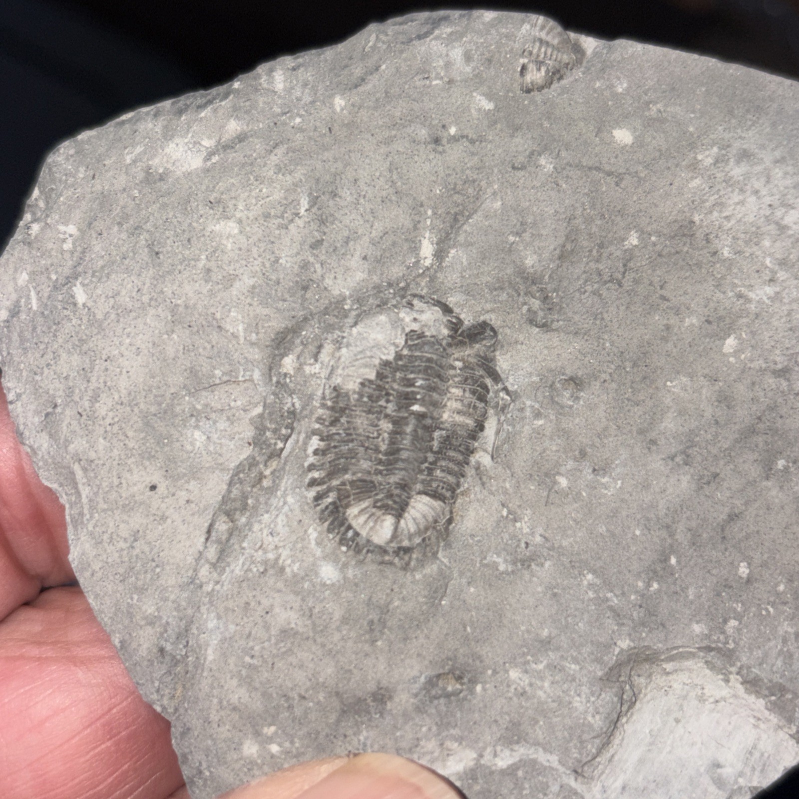 (4) Imperfect Greenops Trilobites Ledyard Shale Devonian NY