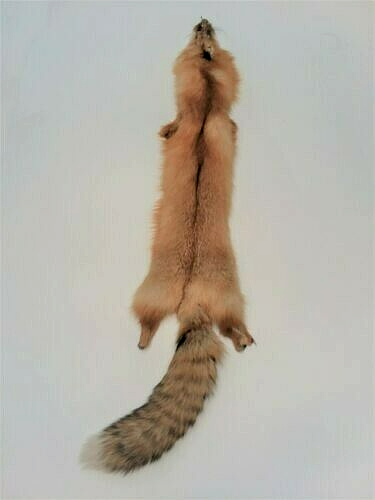 Tanned Canada Red Fox Winter “Heavy Fur” XL Pelt, Hide, Medium Grade (canrfmg)