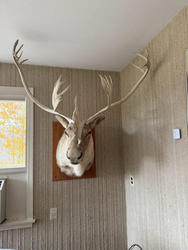 Caribou Mount