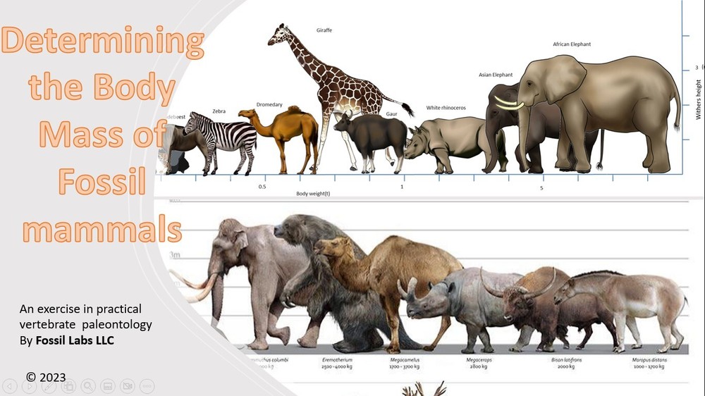 Fossil mammal tooth replica body mass estimation kit. Read description. 