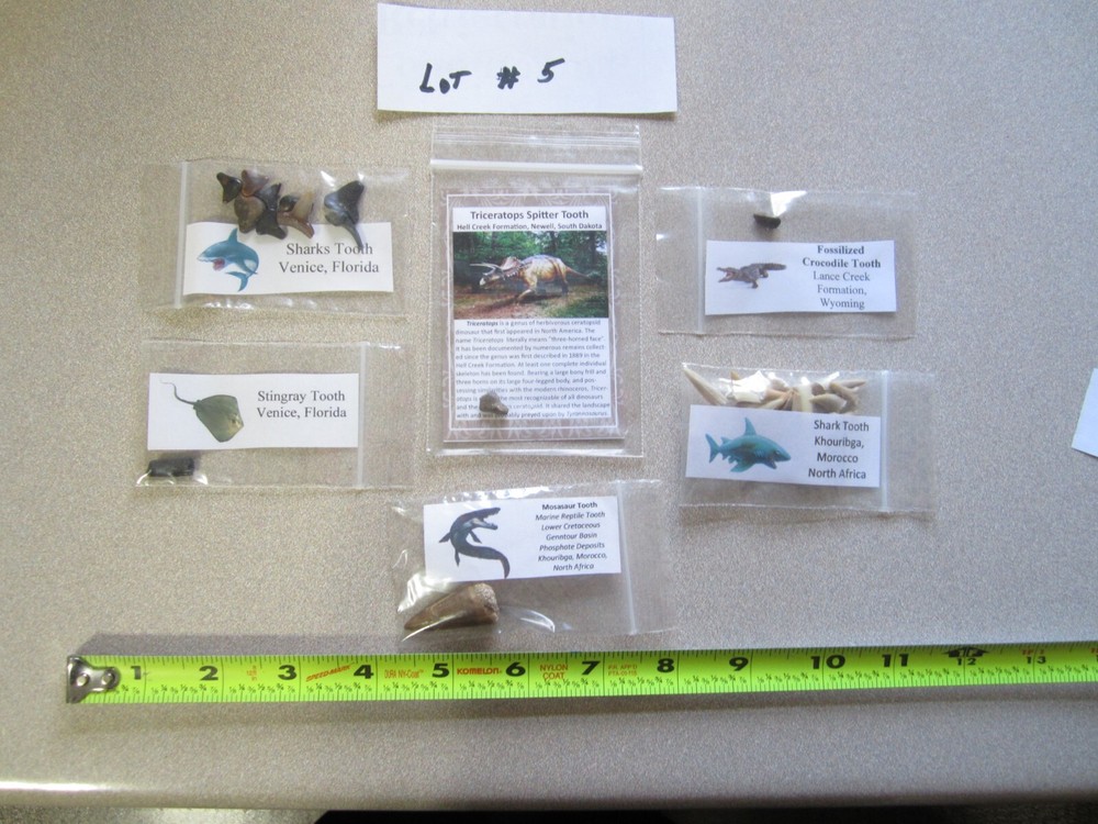 Dinosaur, Mammal, Sharks Teeth Kit