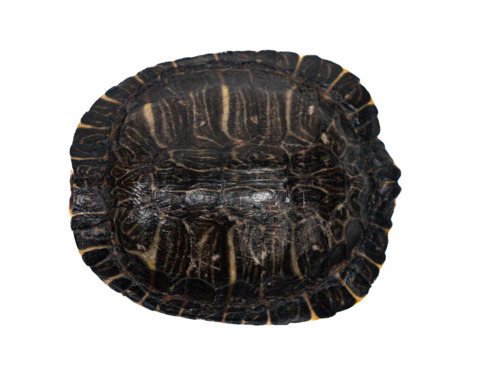 River Cooter Turtle Shell 4-5" (1077-0405) 10UBS