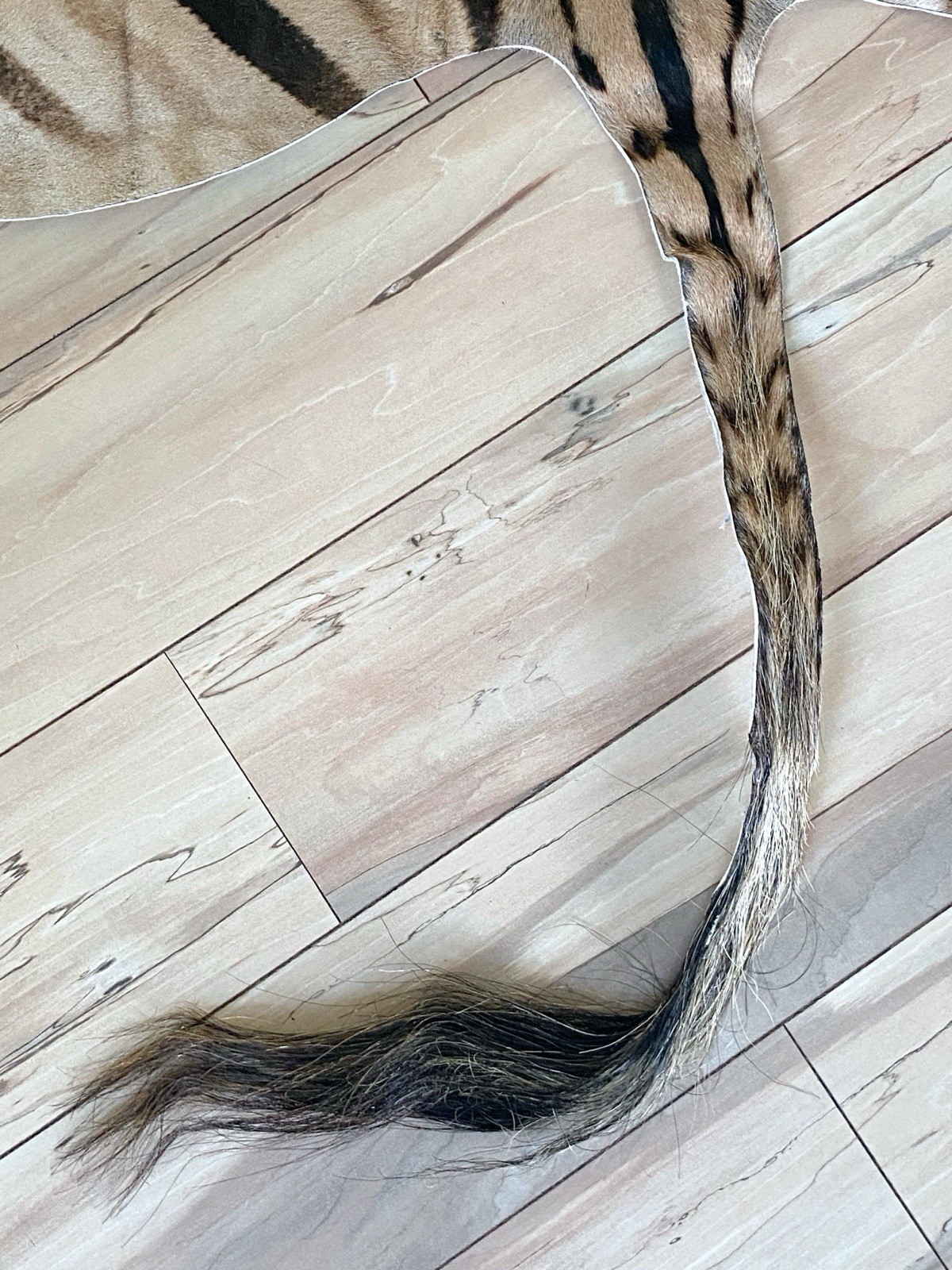 BEAUTIFUL GENUINE EQUUS BURCHELL ZEBRA SKIN RUG HIDE - US SHIPPER