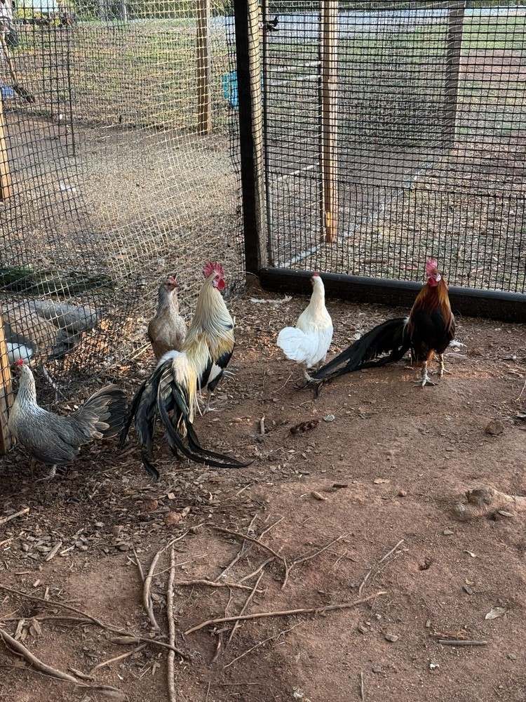 6 Rare Onagadori Longtail Hatching Eggs