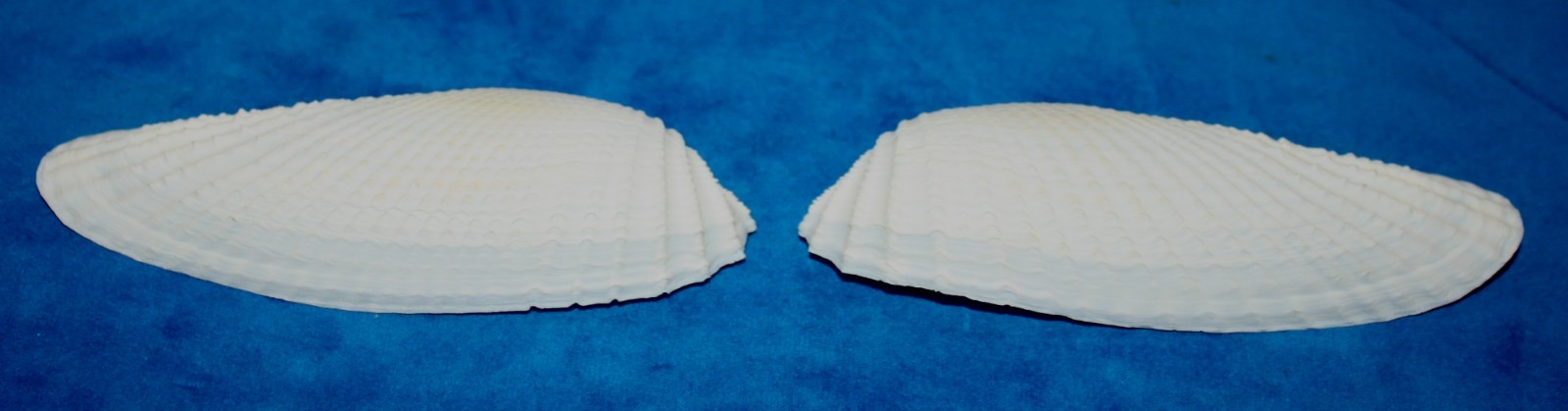 Seashell Angel Wings cyrtopleura costata Florida 120mm F+ #S-15