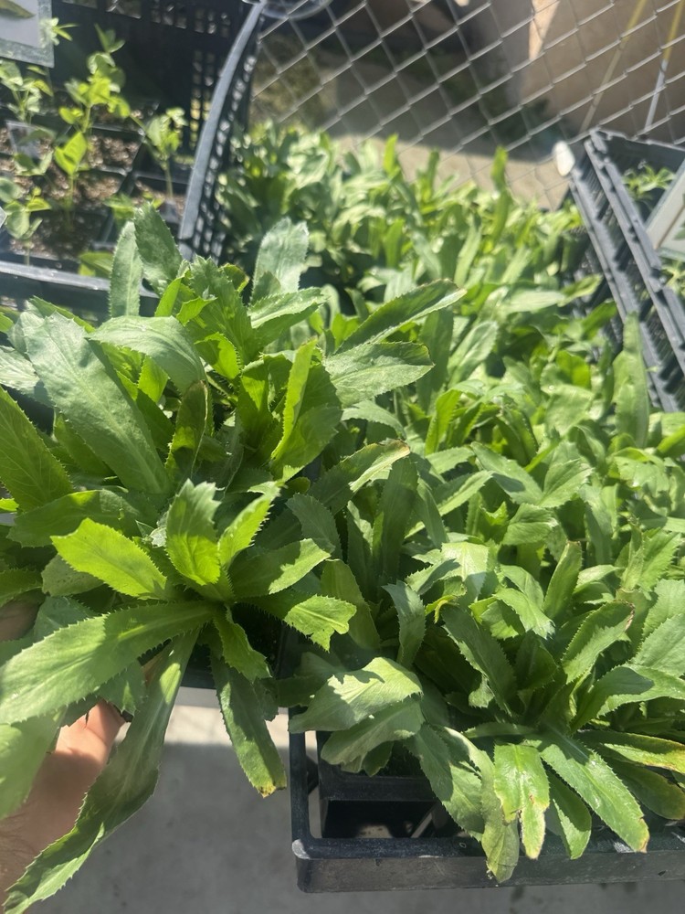 Culantro Live Plants 6 Packs