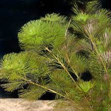 Green Cabomba