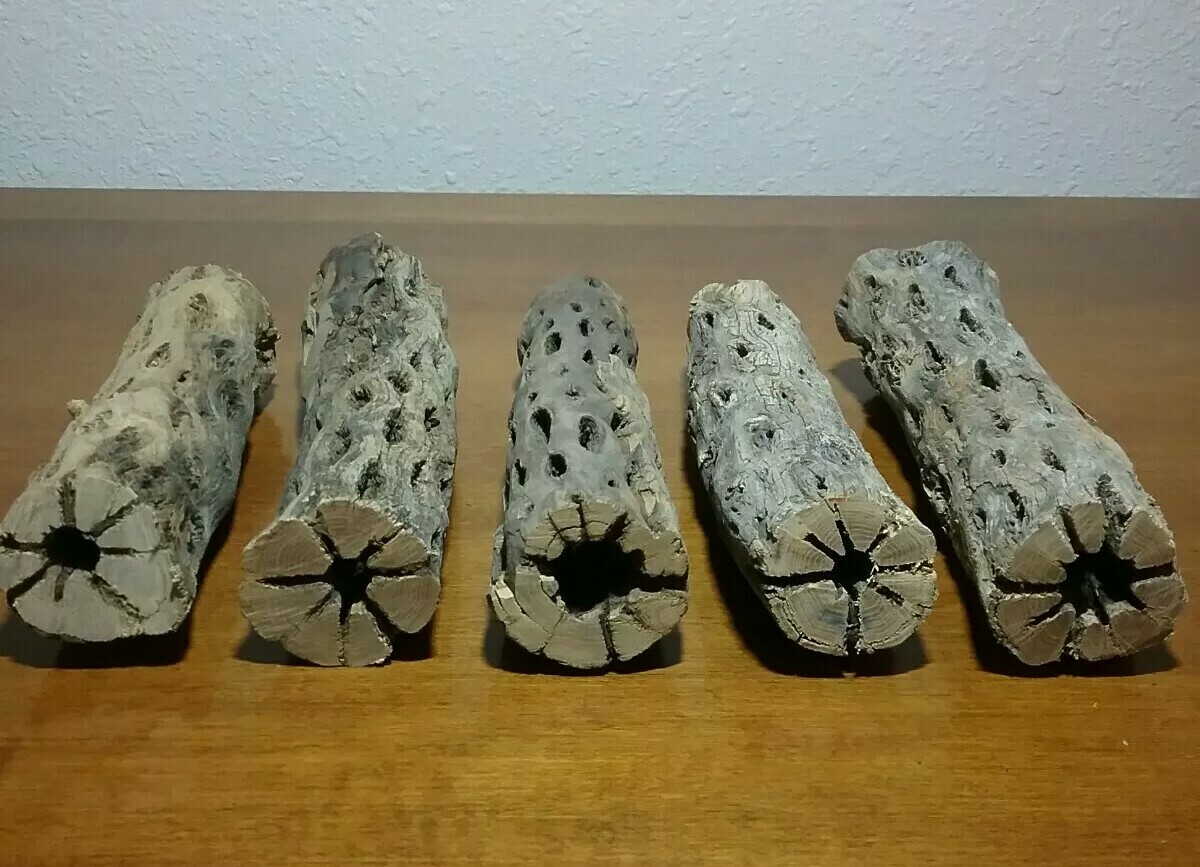 5 THICK pieces of 6" inch CHOLLA Wood Cactus | Fish, Shrimp Aquarium | Crafts!
