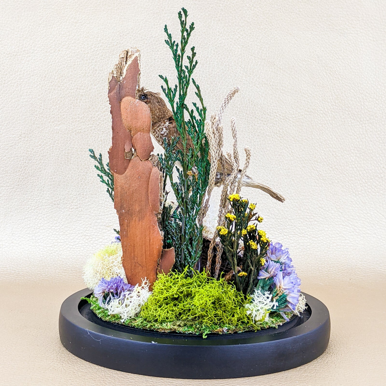 x25a Taxidermy oddities curiosities Spice Finch Bird Glass Dome Display decor