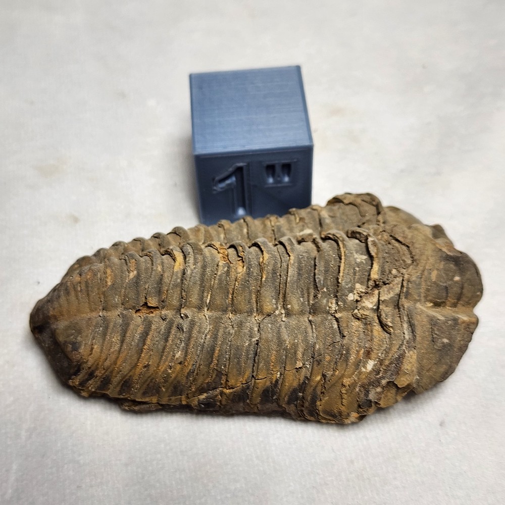 Nice Flexicalymene 3.5"