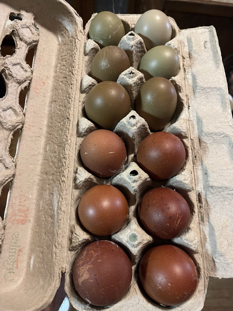 12 Olive And Dark Chocolate Egger Hatching Eggs