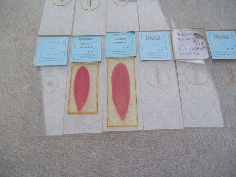 Vintage Glass Microscope Slides -