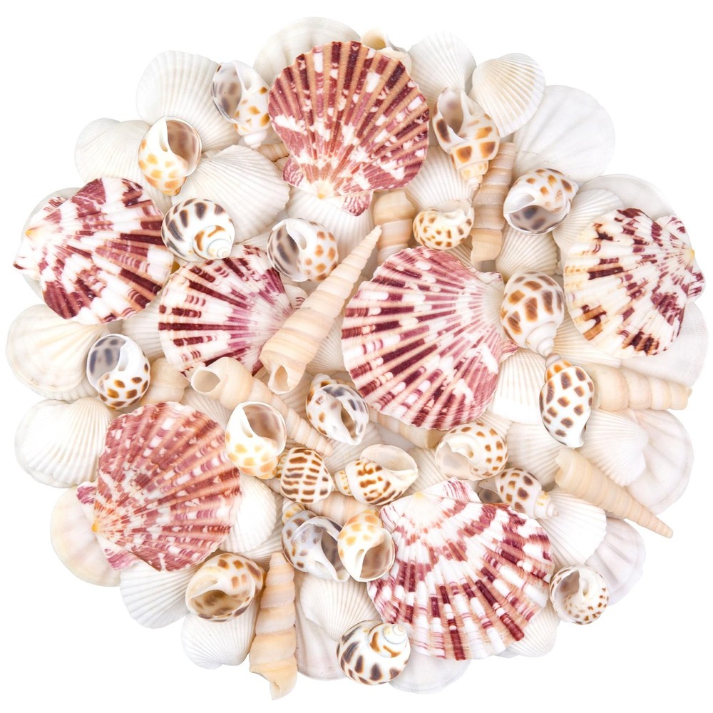 Natural Sea Shell Mixed Ocean Shells Set, 0.8-2.5 Various Sizes Seashell, Sca...