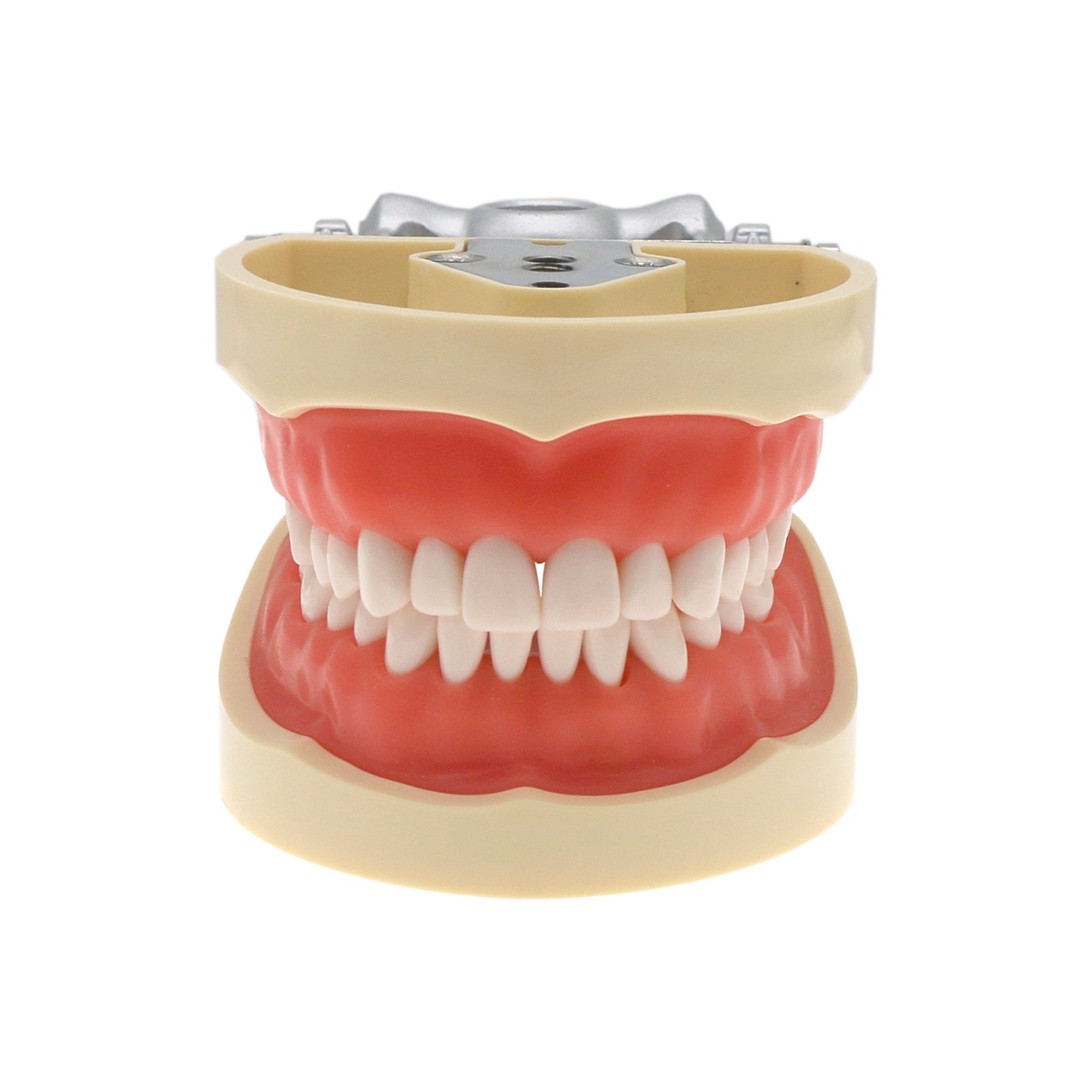 Kilgore Nissin 200 Type Dental Mounting Pole Typodont Model 32pc Removable Teeth