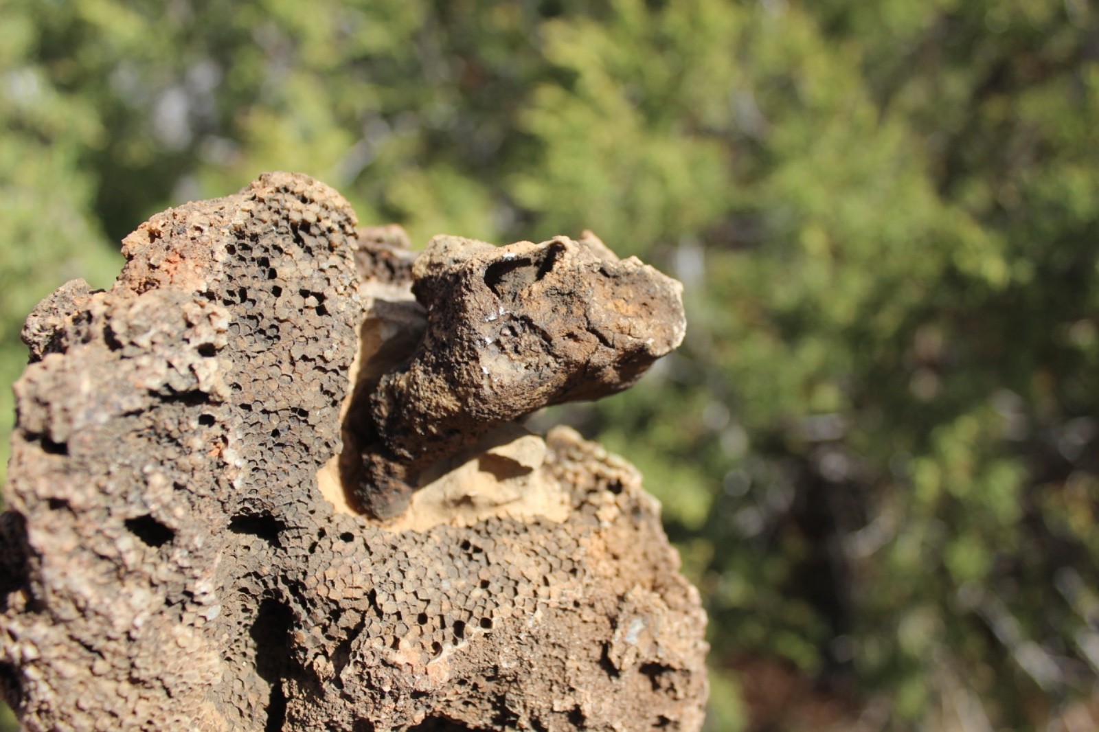 Fossil Beautiful HONEY COMB CORAL Favosites spp. Rare Locality ~ 400 Million