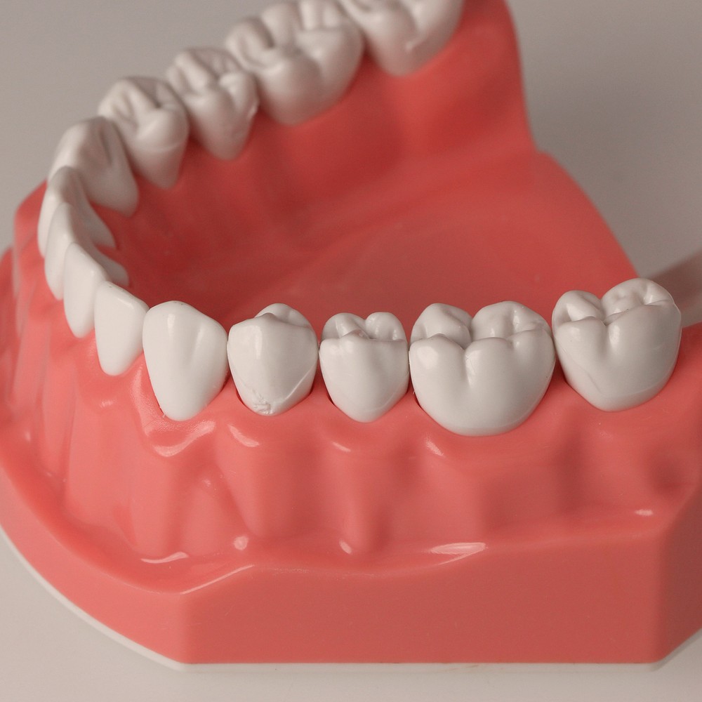 US Dental Teeth Typodont Model for Brushing Flossing Practice Teaching Study