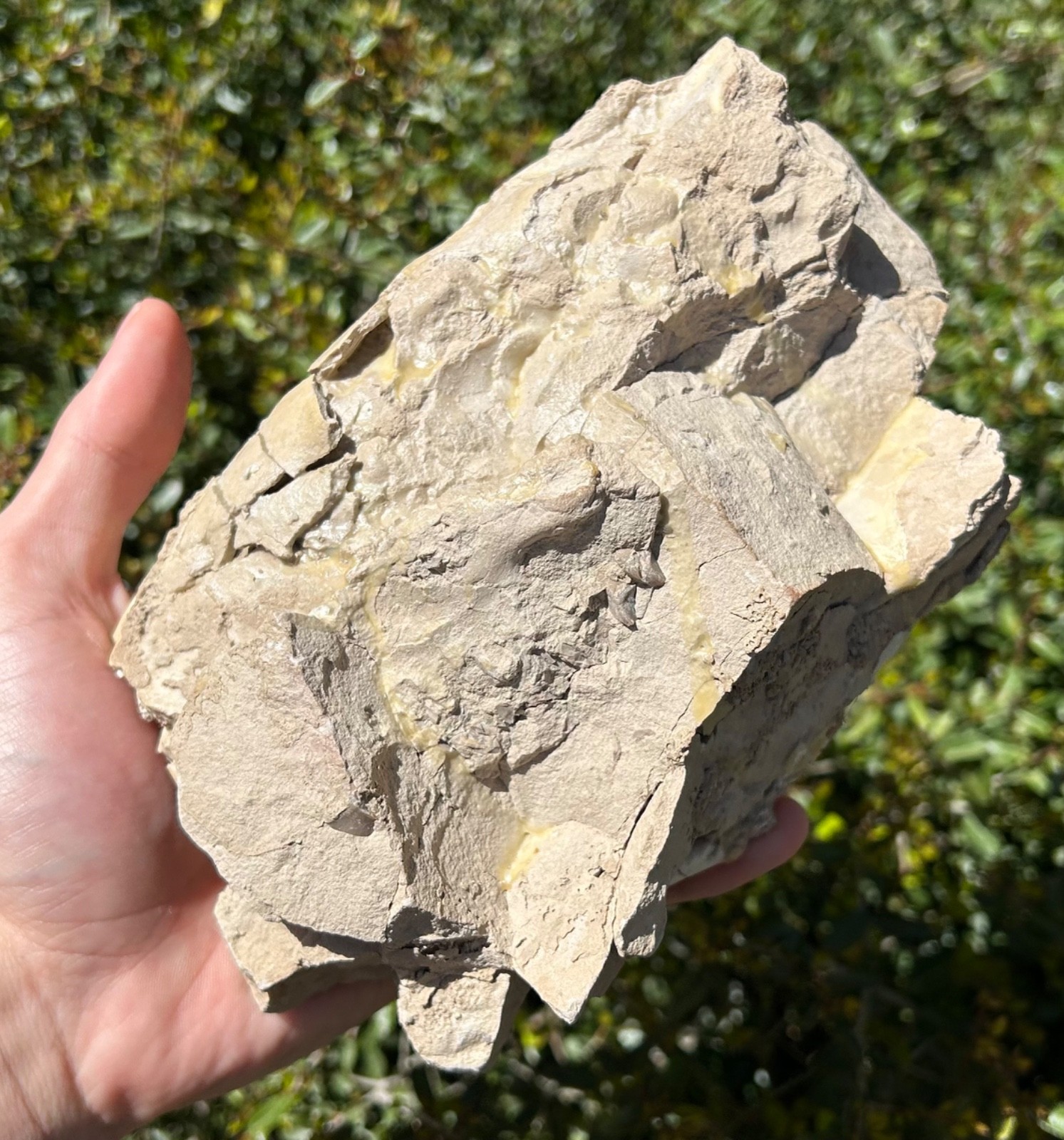 Fossil Oreodont Skull White River Oligocene Mammal Burke Formation Nebraska