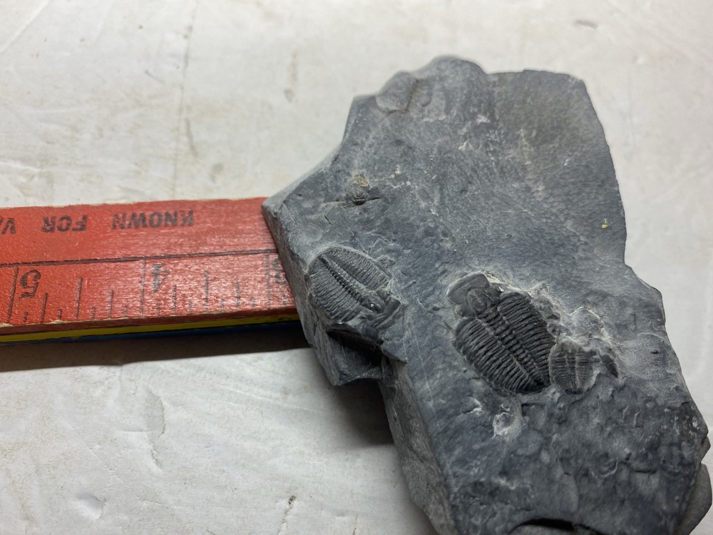 Large Multiple Trilobite Fossil Slab