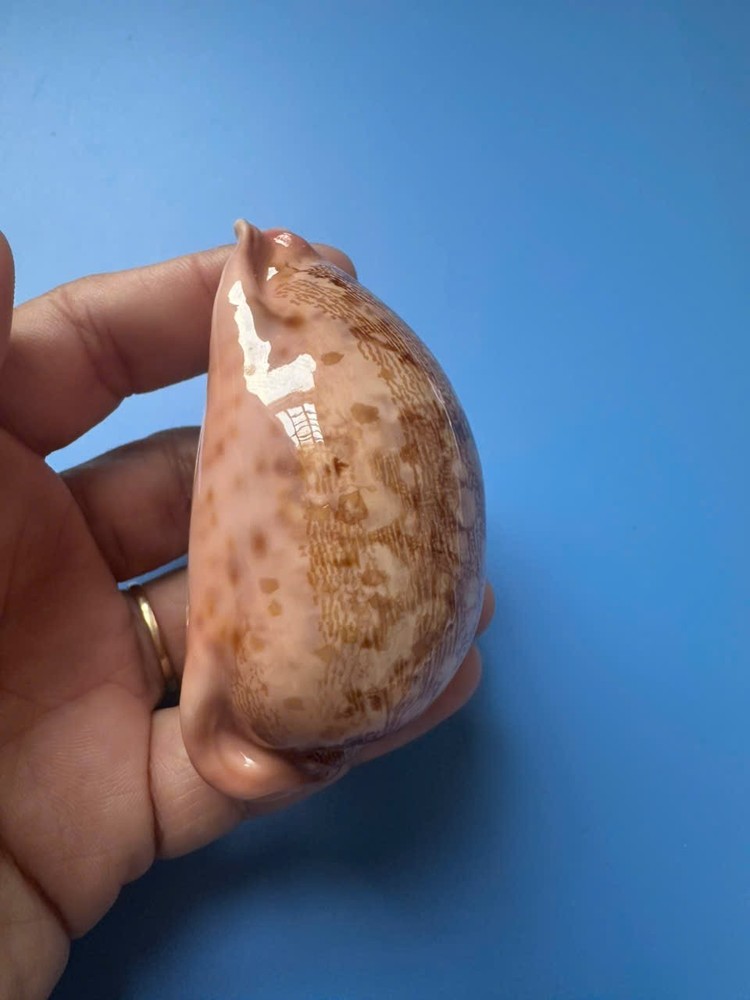 75.6mm | Cypraea Mappa |F+++ GEM | Nice pattern