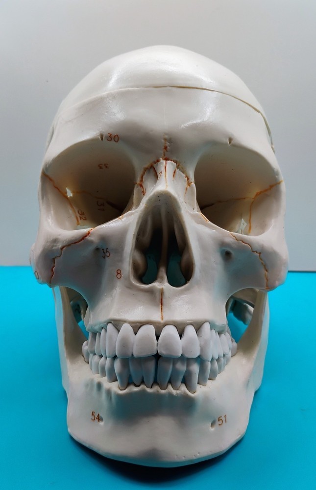 Human Skull Anatomical Model Moveable Jaw Numbered