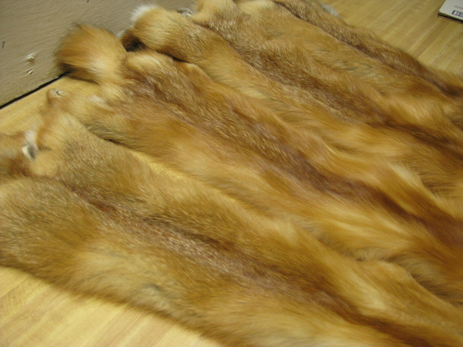 WEEKLY " SPECIAL " RED FOX XLG INVENTORY REDUCTION NO TAIL REDUCED