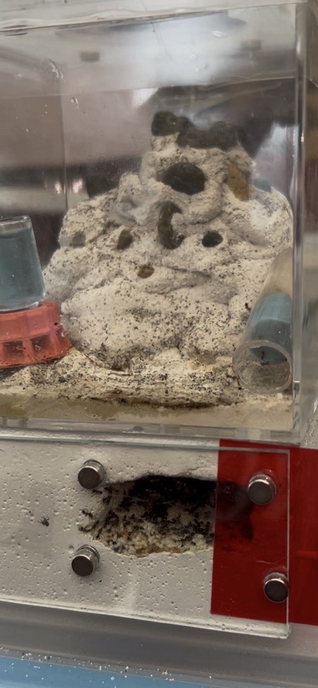Formicarium