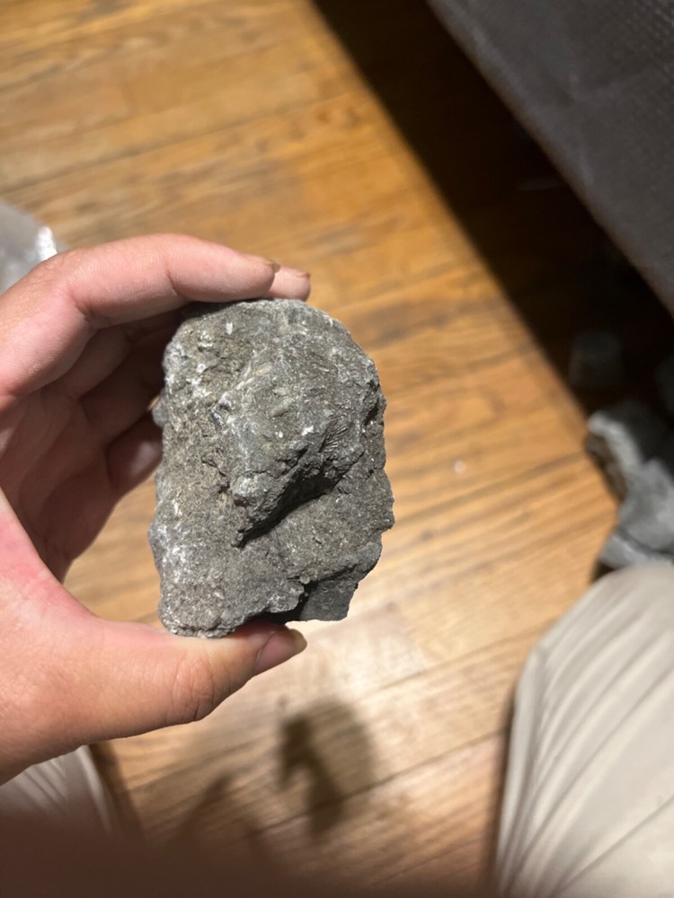 fossil rocks marine creatures