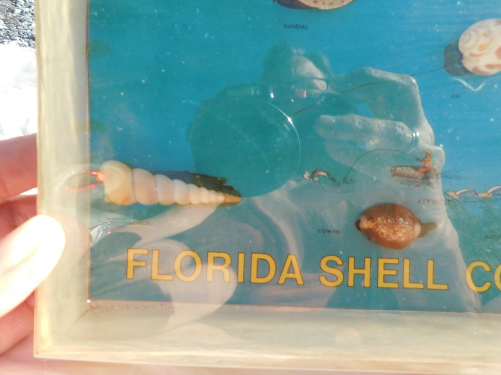 Vtg RARE Retro Florida Shell Collection Box Cool Map Beachcomber 1986 Key West +