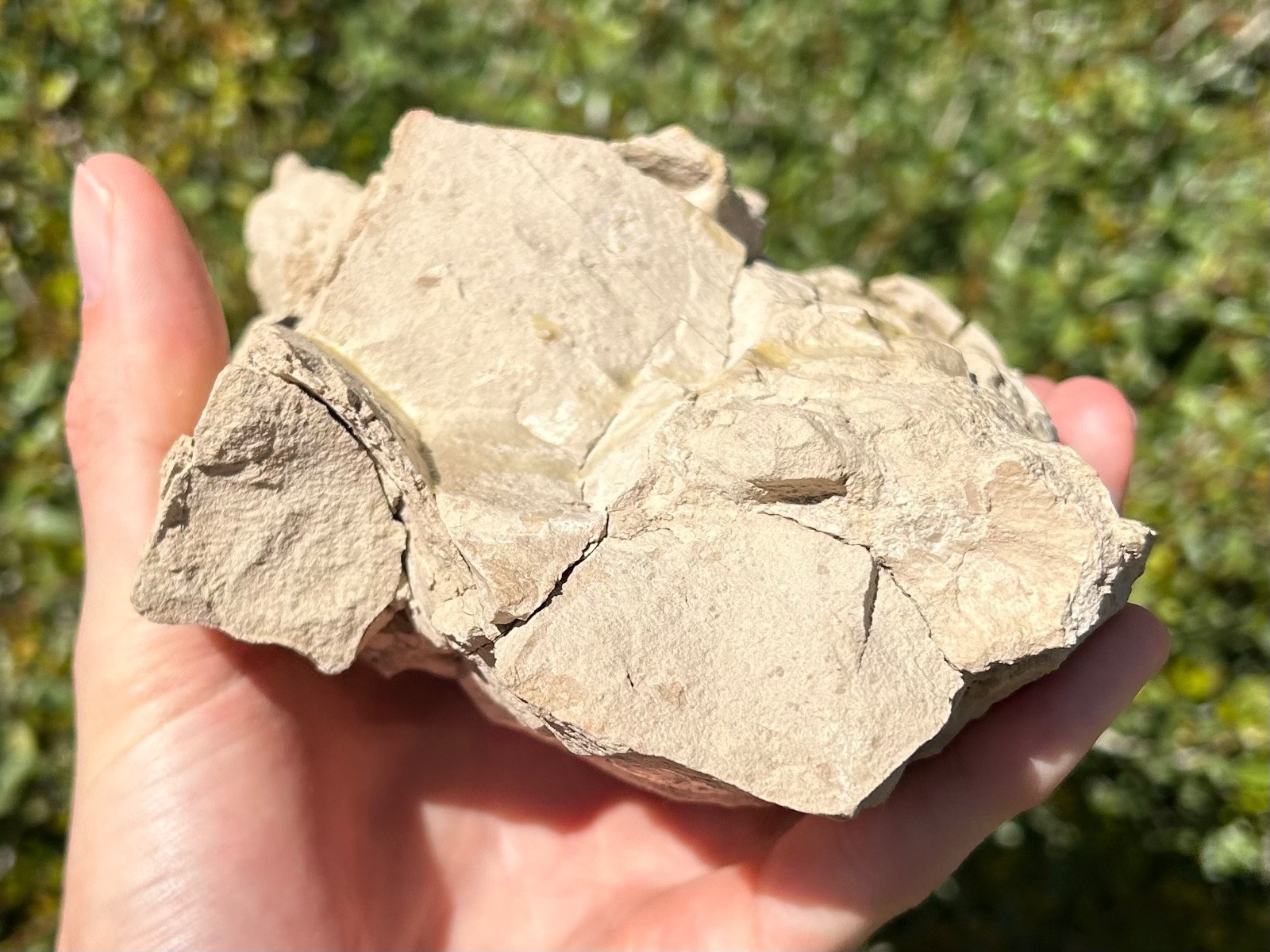 Fossil Oreodont Skull White River Oligocene Mammal Burke Formation Nebraska