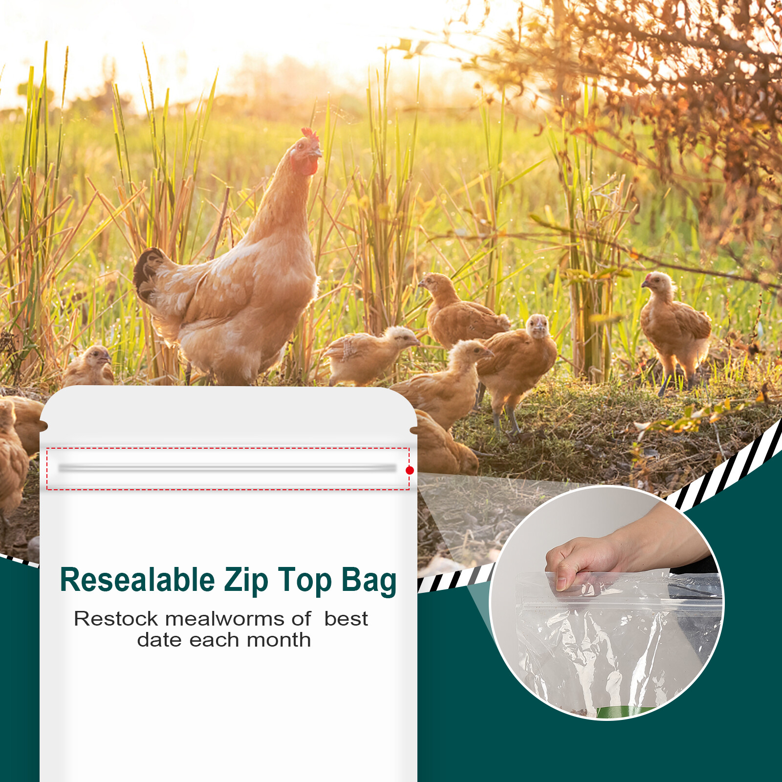 Dried Mealworms Bulk Non-GMO Organic for Wild Blue Bird Food Chickens Hen Treats