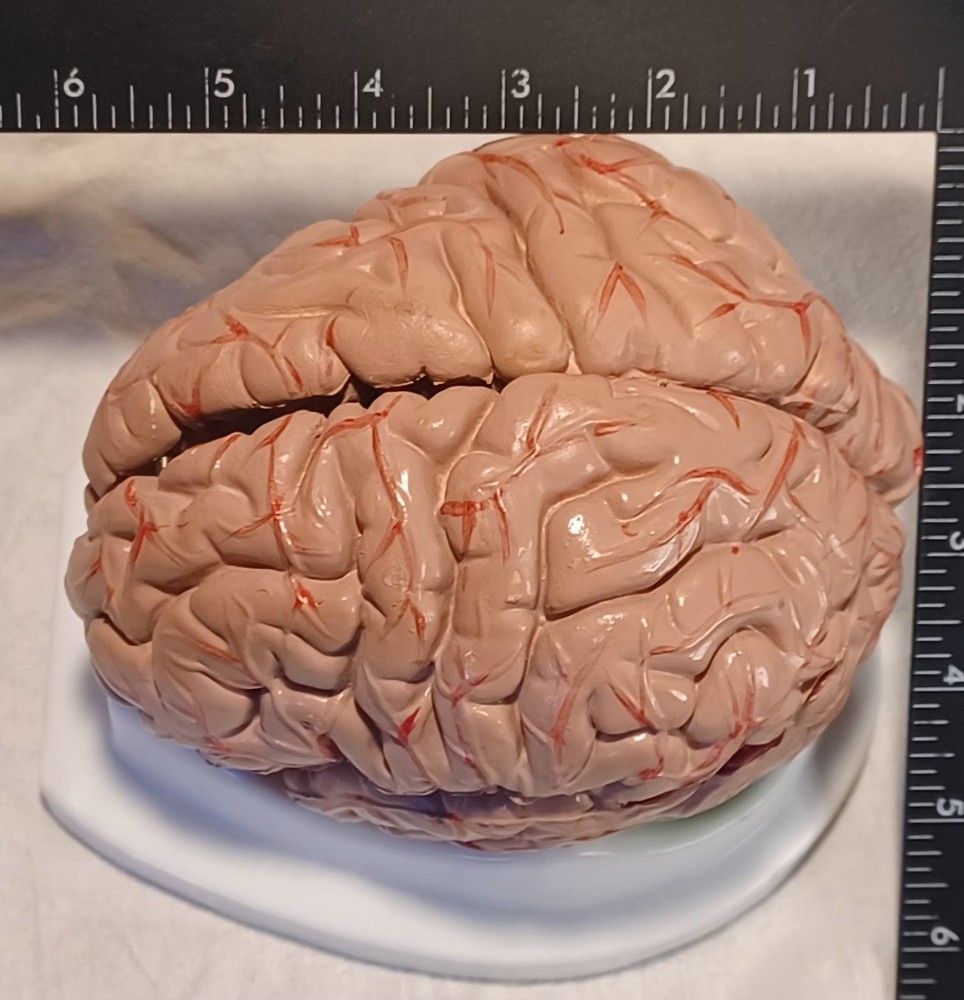 Human Brain Anatomically Sized Model Teaching Study Display Medical Science -Z
