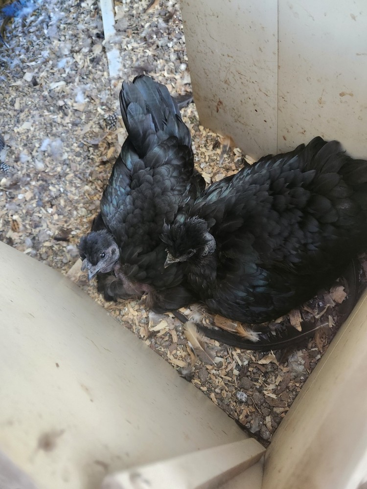 Bantam mystery egg Hatch 18 eggs