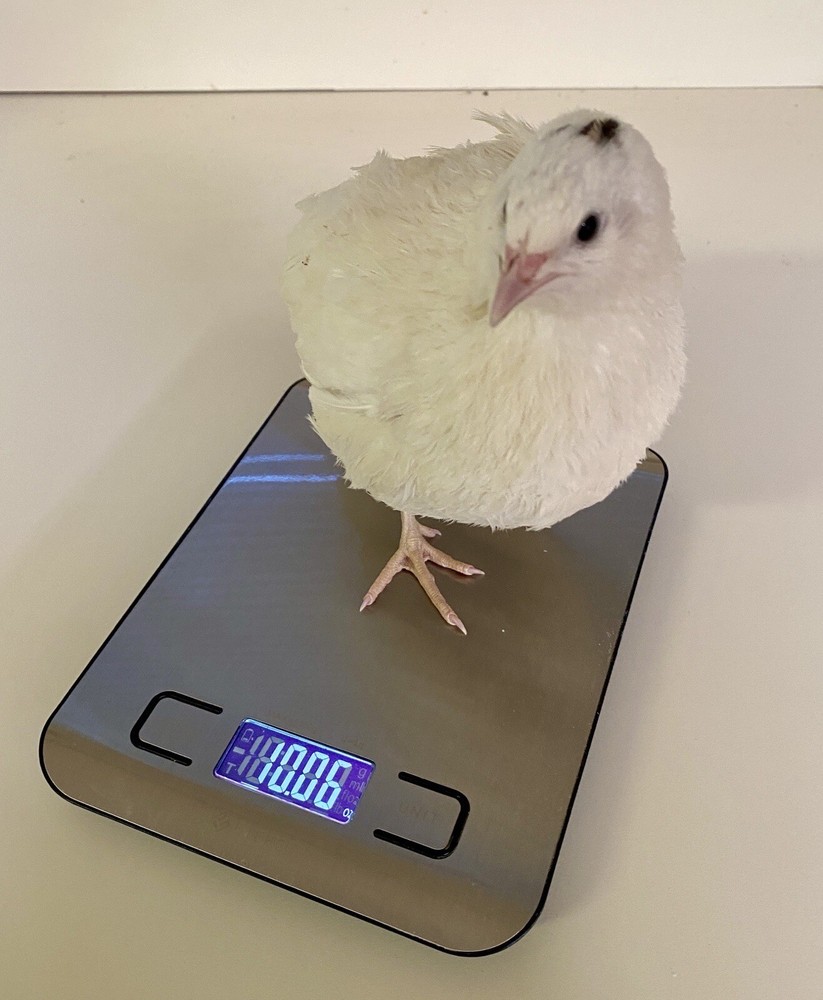 60- Celadon Quail Hatching Eggs - 100% True Blue Coturnix 🪺