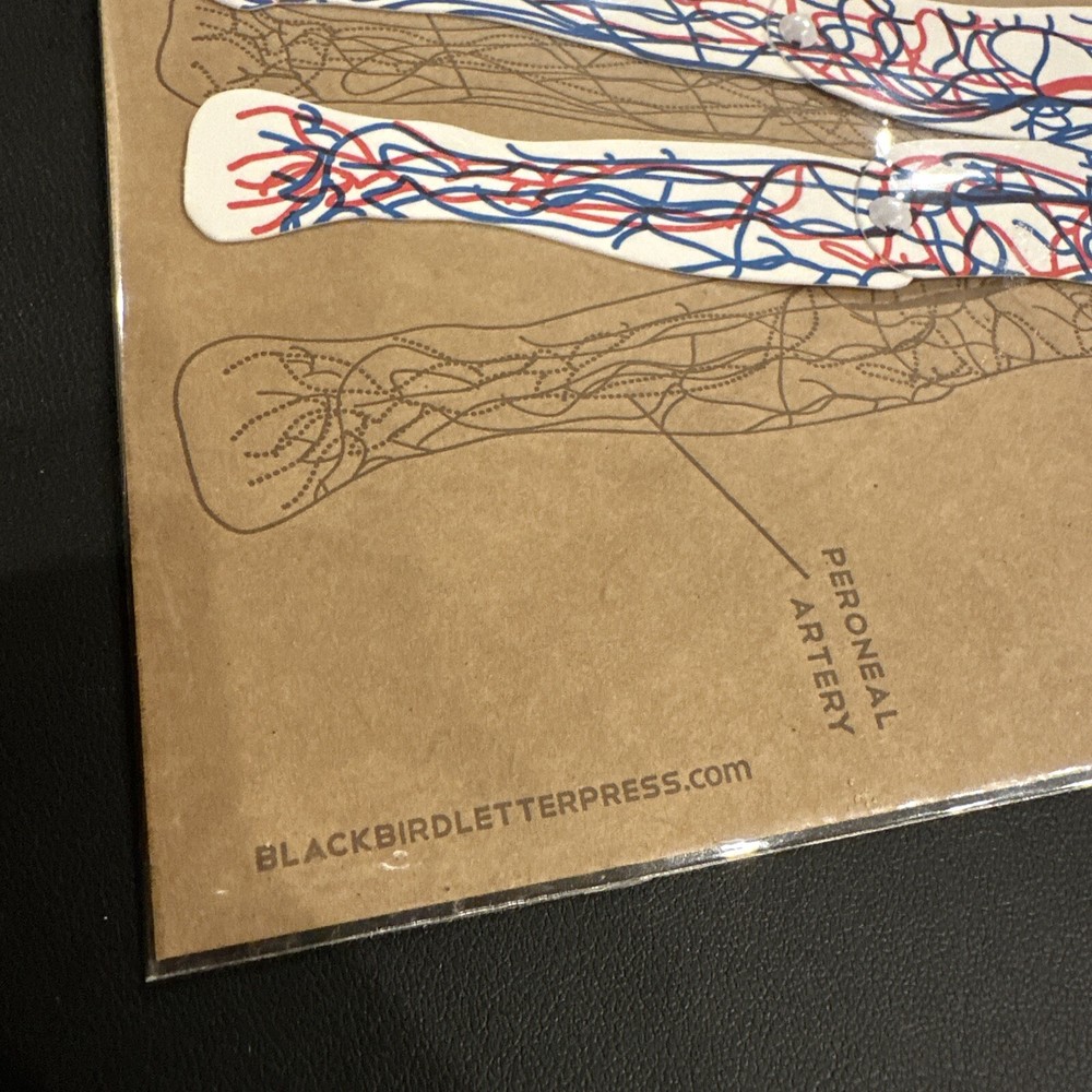 Blackbird Letterpress Circulatory System Chart