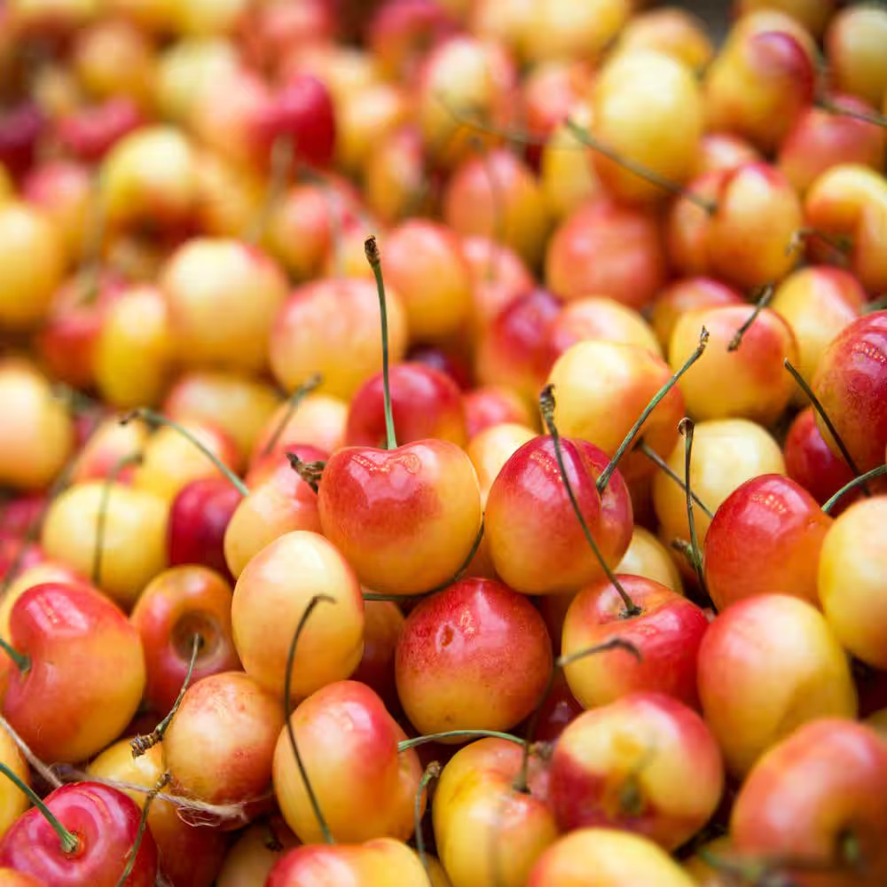 Double Cherry Twist Tree Bare Root