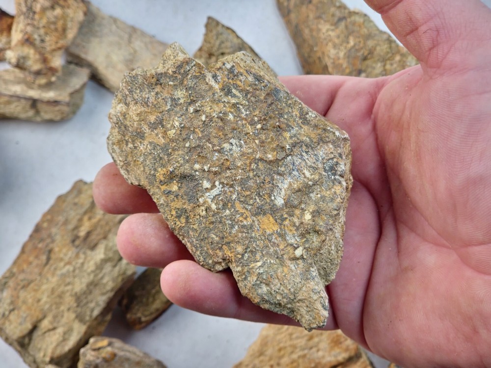 Lance Formation Dinosaur Bone Projects (Triceratops Frill?) - WY