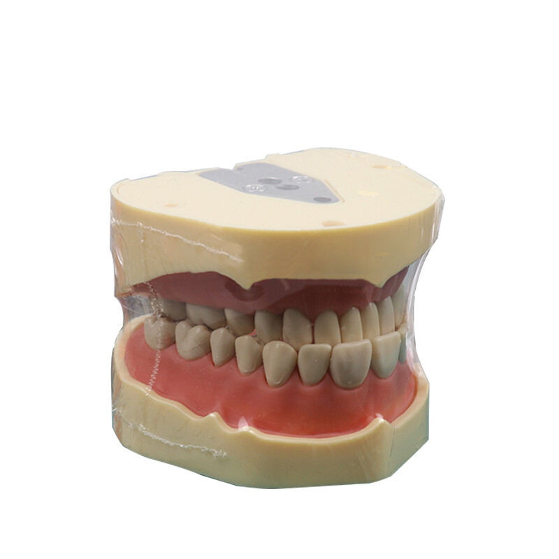 Dental Head Model Simulation Dentistry Manikins Simulator Phantom Training Model