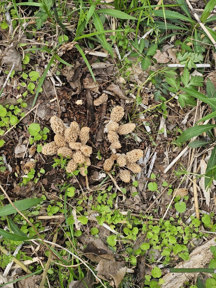 Morel Mushrooms Fresh $80