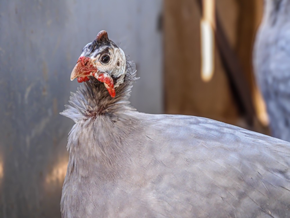 Guinea Fowl Hatching Eggs 6 (PRE-ORDER)