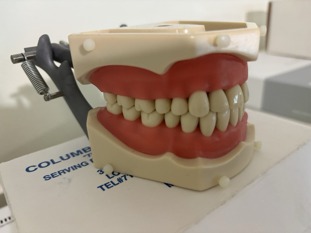 Comlubia Dentoform SM-PVR-860