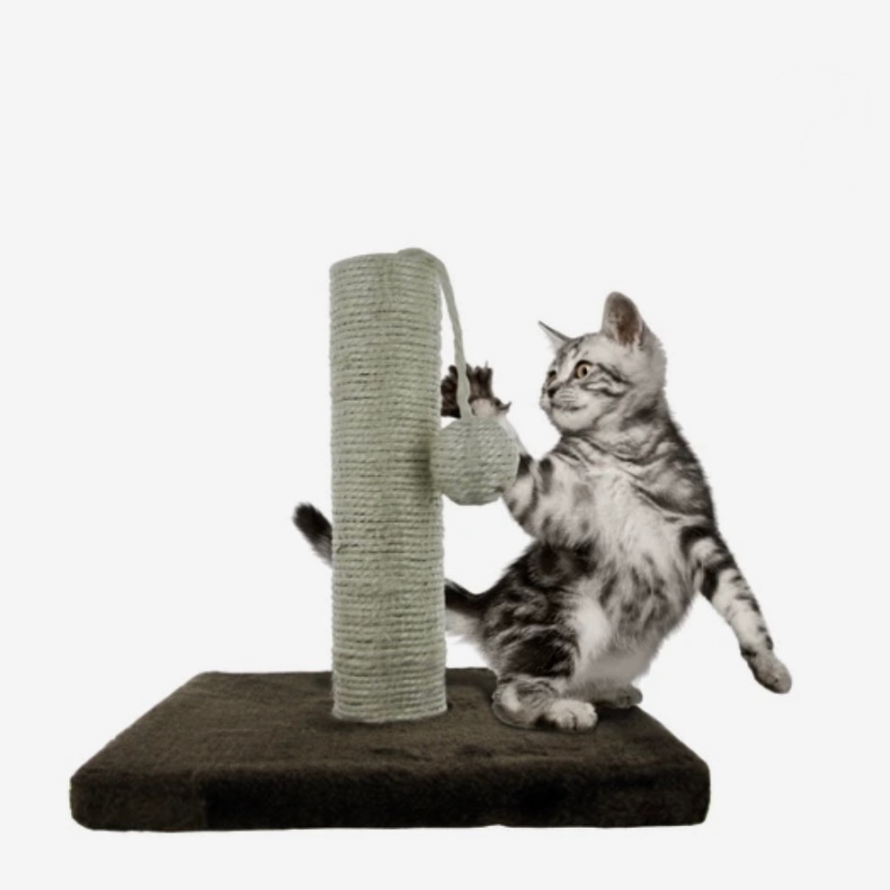 Cat Scratch & Play Post