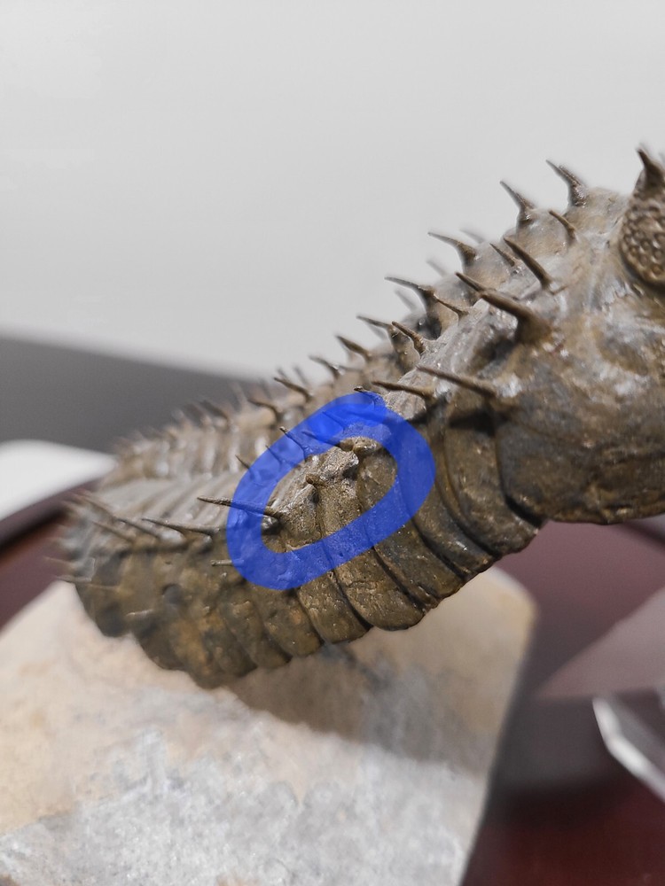 Fossil Trilobite (Drotops Armatus