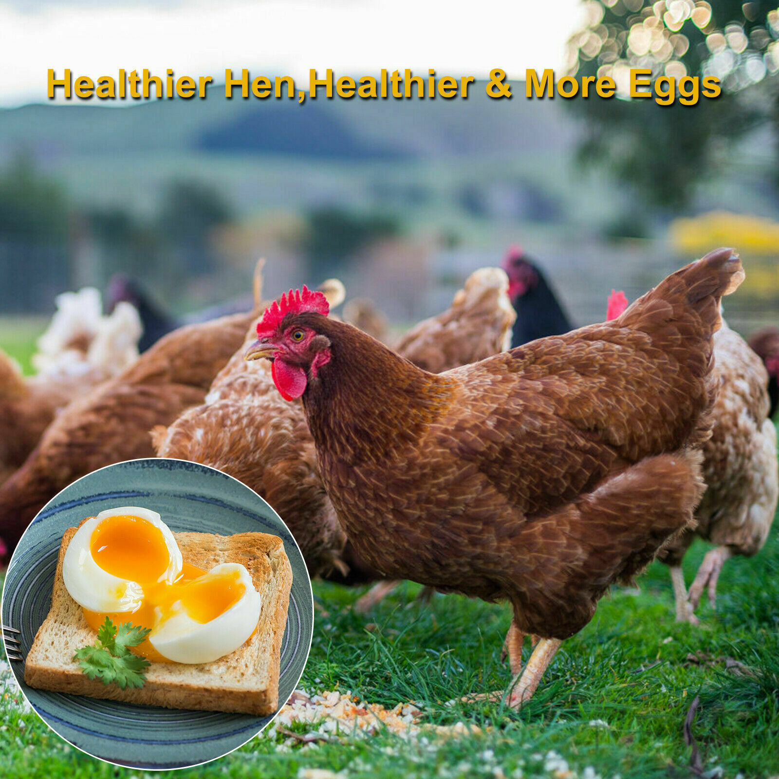 LOT Bulk Dried Mealworms Non-GMO for Wild Birds Food Blue Bird Chicken Hen Treat