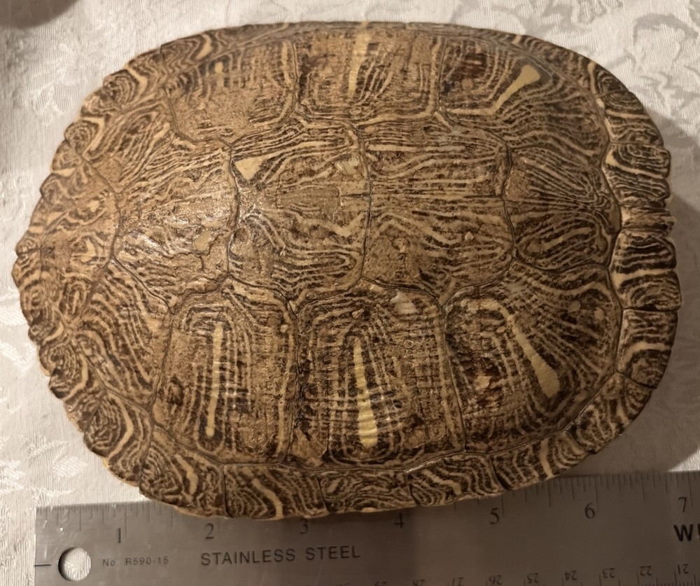 6" to 7" Red Ear Turtle Shell Specimen