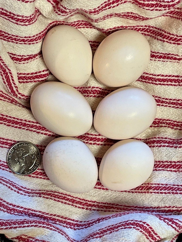 BB Red Bantam hatching eggs 6+1